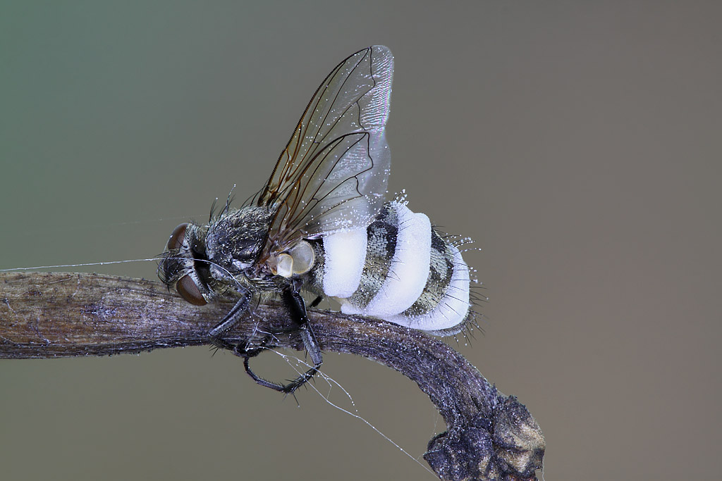 Представитель Отряда Entomophthorales